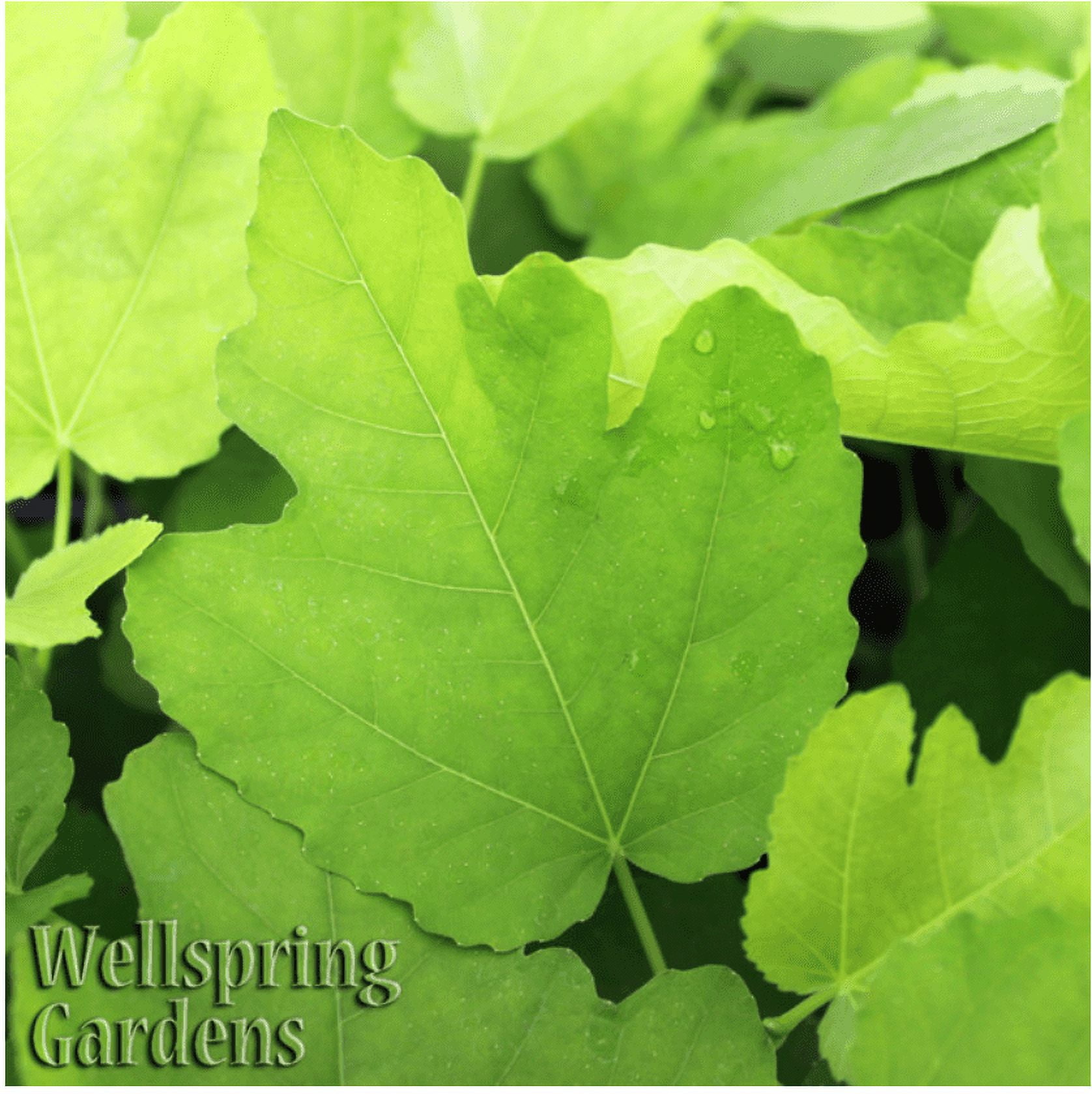 Texas Everbearing Fig Live Plant Ficus carica Wellspring Gardens