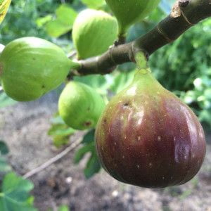 Texas Everbearing Fig Tree Live Fruit Tree 1 Gallon Bareroot Plant, Sweet Purple Figs, Hardy Productive Fig Tree