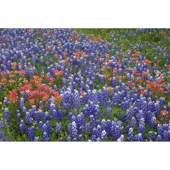 Texas Hill Country wildflowers Texas. Bluebonnets and Indian Paintbrush Poster Print by Gayle Harper