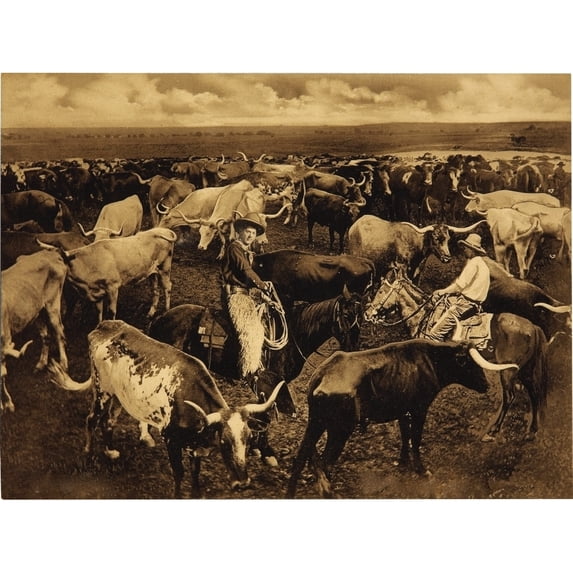 Texas Long Horns Poster Print by George Cornish (18 x 24)