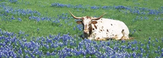 Texas Longhorn Cow Sitting On A Field Hill County Texas USA Canvas Art - Panoramic Images (36 x 13)