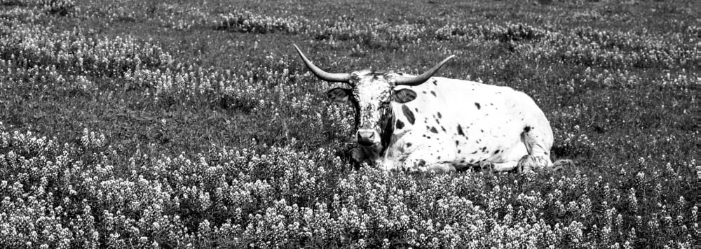 Texas Longhorn Cow Sitting On A Field Hill County Texas USA Canvas Art - Panoramic Images (7 x 18)