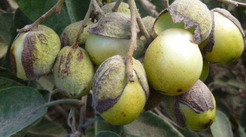 Texas Olive Anacahuita Cordia boissieri young tree - Walmart.com