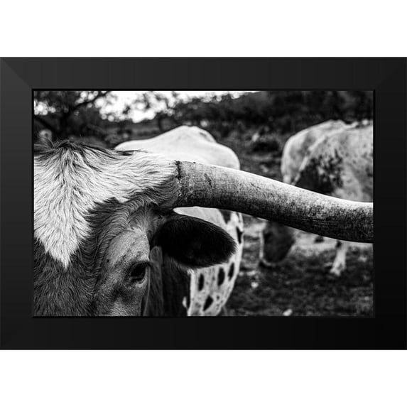 Texas Picture Archive 18x13 Black Modern Framed Museum Art Print Titled - Longhorn Cows-Texas