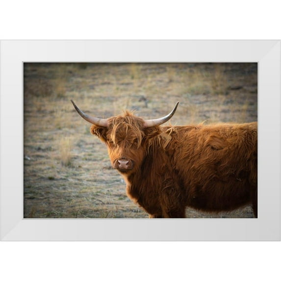 Texas Picture Archive 18x13 White Modern Wood Framed Museum Art Print Titled - Texas Brown Steer