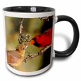 thumbnail image 1 of 3drose, Texas, Rio Grande Valley, Northern Cardinal Birds - Us44 Bja0049 - Jaynes Gallery, 11oz Two-tone Black Mug, 1 of 6