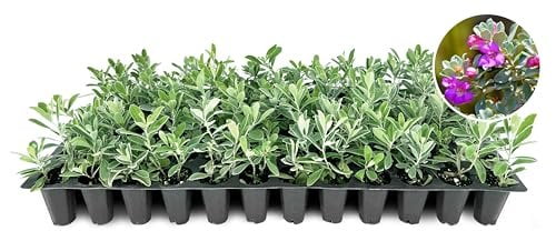 Texas Sage  3 Live Plants  Leucophyllum frutescens  Drought-Tolerant Shrub for Landscaping  Hardy Evergreen with Silver Foliage and Purple Blooms