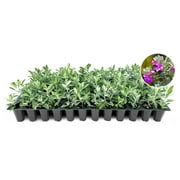 Texas Sage 40 Live Plants Leucophyllum frutescens Drought-Tolerant Shrub for Landscaping Hardy Evergreen with Silver Foliage and Purple Blooms