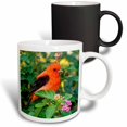 thumbnail image 1 of 3drose, Texas, South Padre Island. Scarlet Tanager Bird - Us44 Bja0108 - Jaynes Gallery, 11oz Magic Transforming Mug, 1 of 7