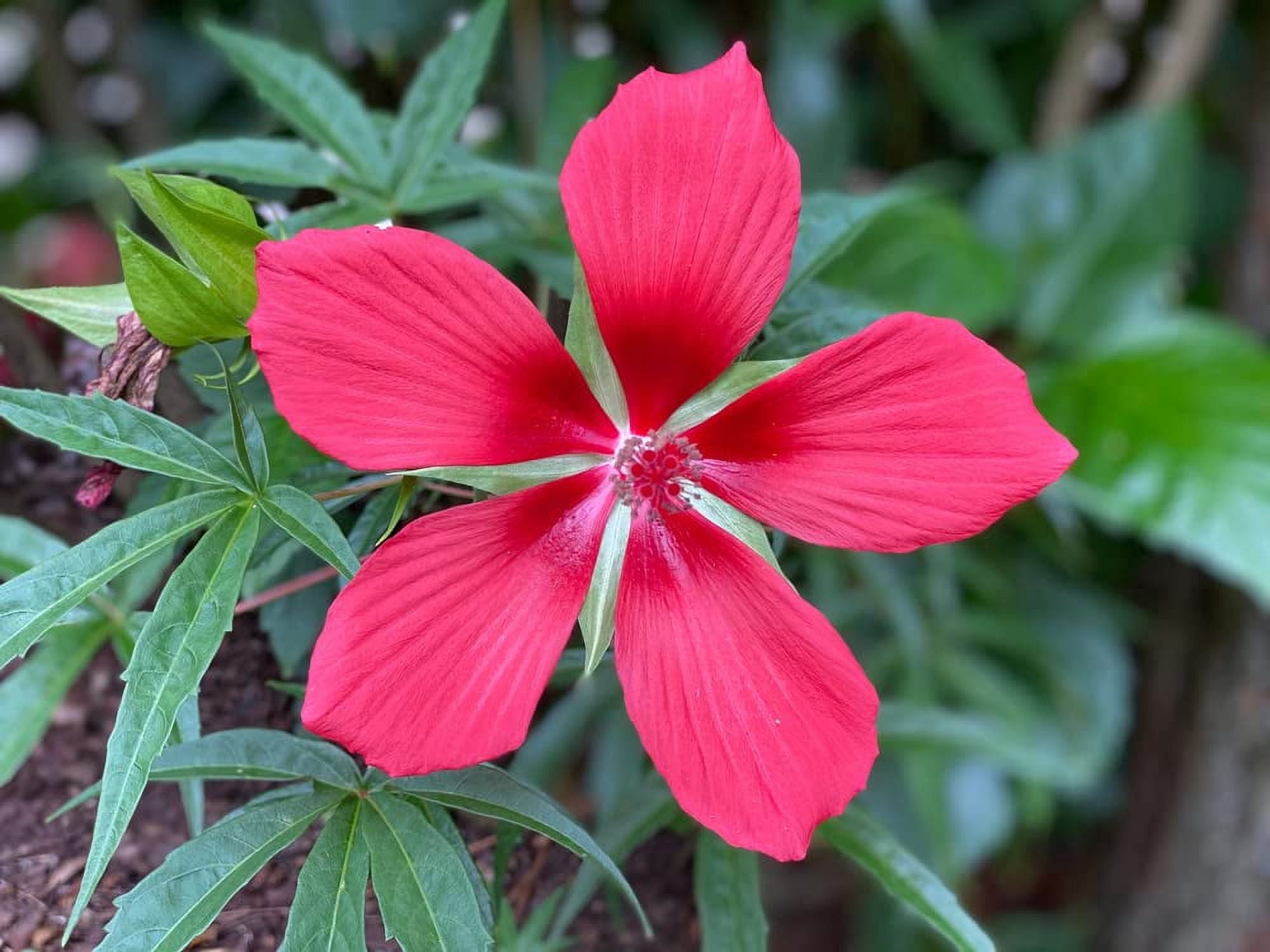 Photo of the bloom of White Texas Star Hibiscus (Hibiscus coccineus 'Alba') posted by