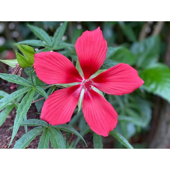 Texas Star Hibiscus Seeds for Planting (50 Seeds) - Hibiscus coccineus