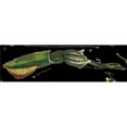 thumbnail image 1 of Squid 16" Cuttlefish Aquatic Plush Stuffed Animal Ocean Creature, 1 of 1