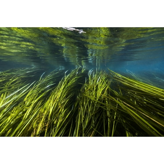 Texas Wild Rice of the San Marcos River Texas Poster Print by Jennifer Idol/Stocktrek Images