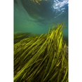 thumbnail image 1 of Texas Wild Rice of the San Marcos River  Texas Poster Print by Jennifer Idol/Stocktrek Images, 1 of 2