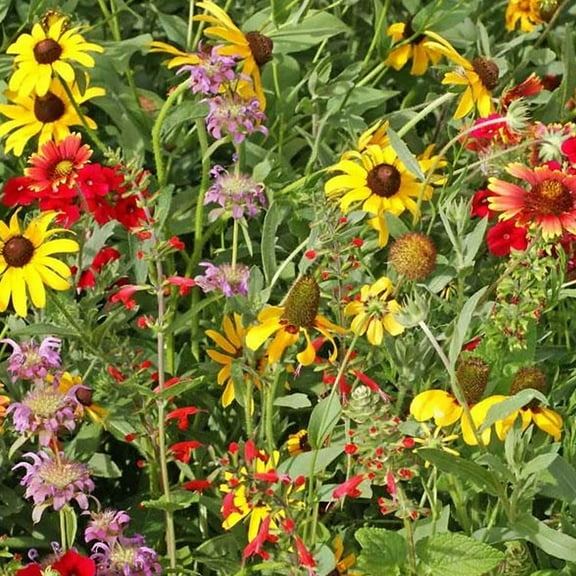 Texas and Oklahoma Mix - 1/4 LB - Covers ~800 Sq. Ft - Non-GMO, Open Pollinated - Mix of Annual & Perennial Flower & Wildflower Gardening Seeds