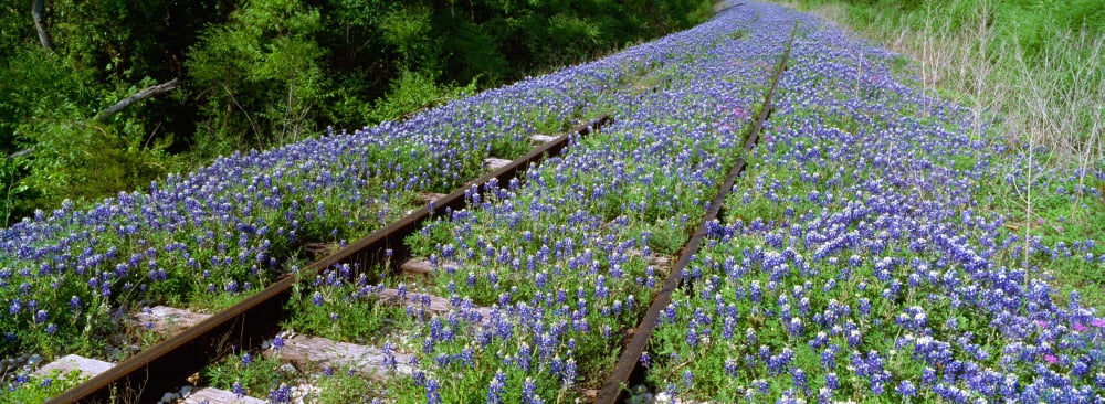 Texas bluebonnet (Lupininus texensis) flowers on deserted railroad track Texas Hill Country Texas USA Canvas Art - Panoramic Images (27 x 9)