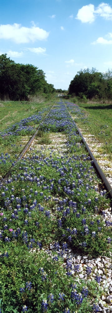 Texas bluebonnet (Lupininus texensis) flowers on deserted railroad track Texas Hill Country Texas USA Canvas Art - Panoramic Images (27 x 9)