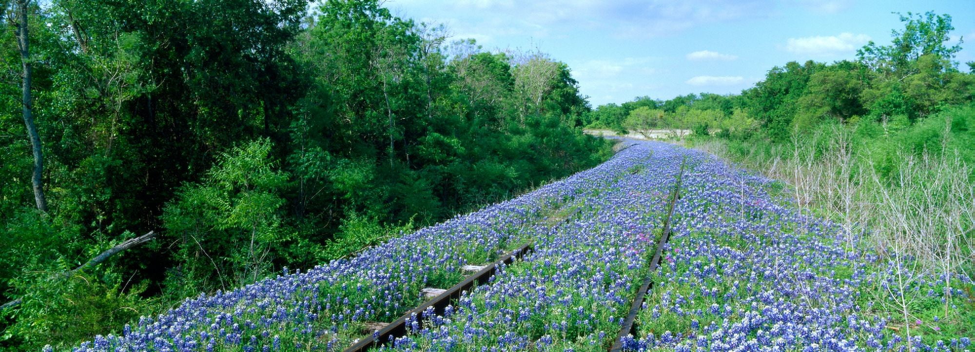 Texas bluebonnet (Lupininus texensis) flowers on deserted railroad track Texas Hill Country Texas USA Canvas Art - Panoramic Images (27 x 9)