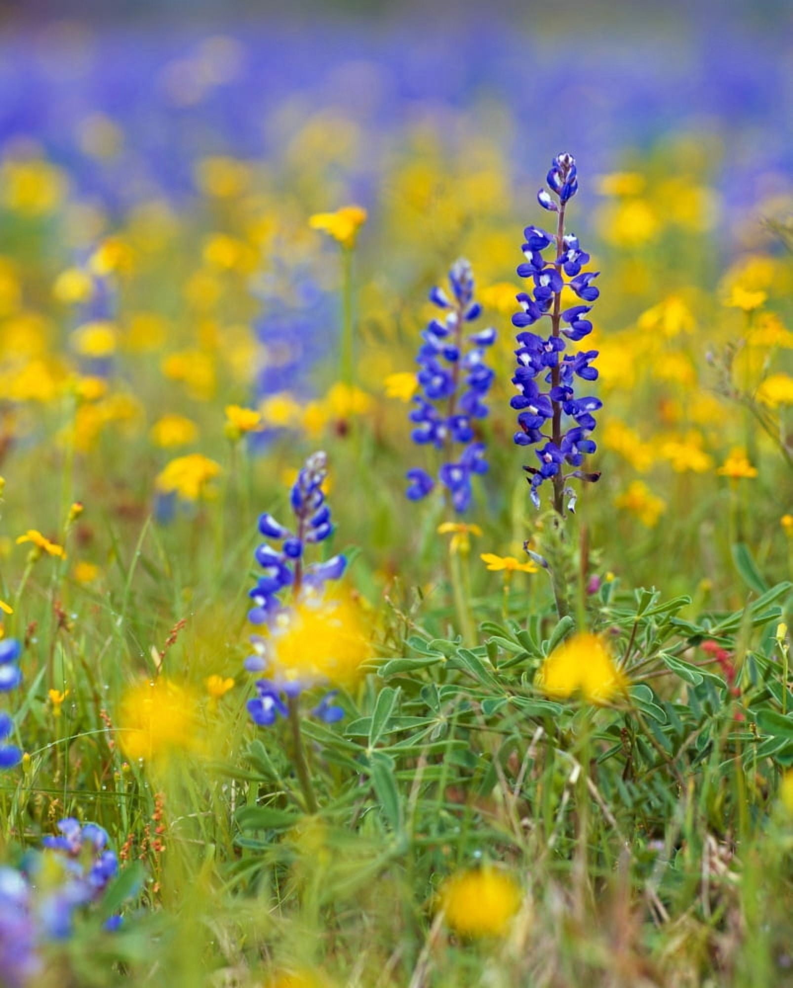 Texas bluebonnet flowers in bloom among yellow wildflowers selective focus Texas USA Canvas Art - Panoramic Images (28 x 22)