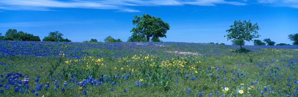 Texas bluebonnets (Lupininus texensis) flowers in a field Texas Hill Country Texas USA Canvas Art - Panoramic Images (12 x 36)