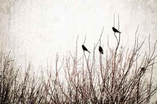 Textured Blackbirds Canvas Art - Beth Wold (12 x 18)