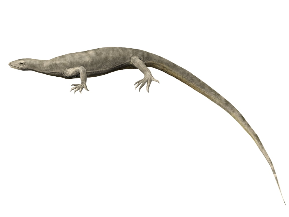 Thadeosaurus colcanapi Late Permian of Madagascar Canvas Art - Nobumichi TamuraStocktrek Images (33 x 25)