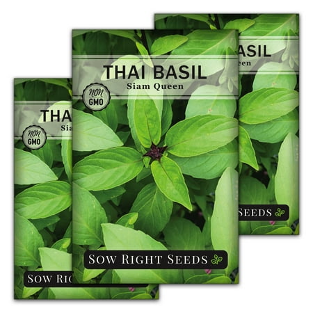 Thai Basil Seeds for Planting - Non GMO Heirloom Varieties for your Indoor Herb Garden - 3 Pack