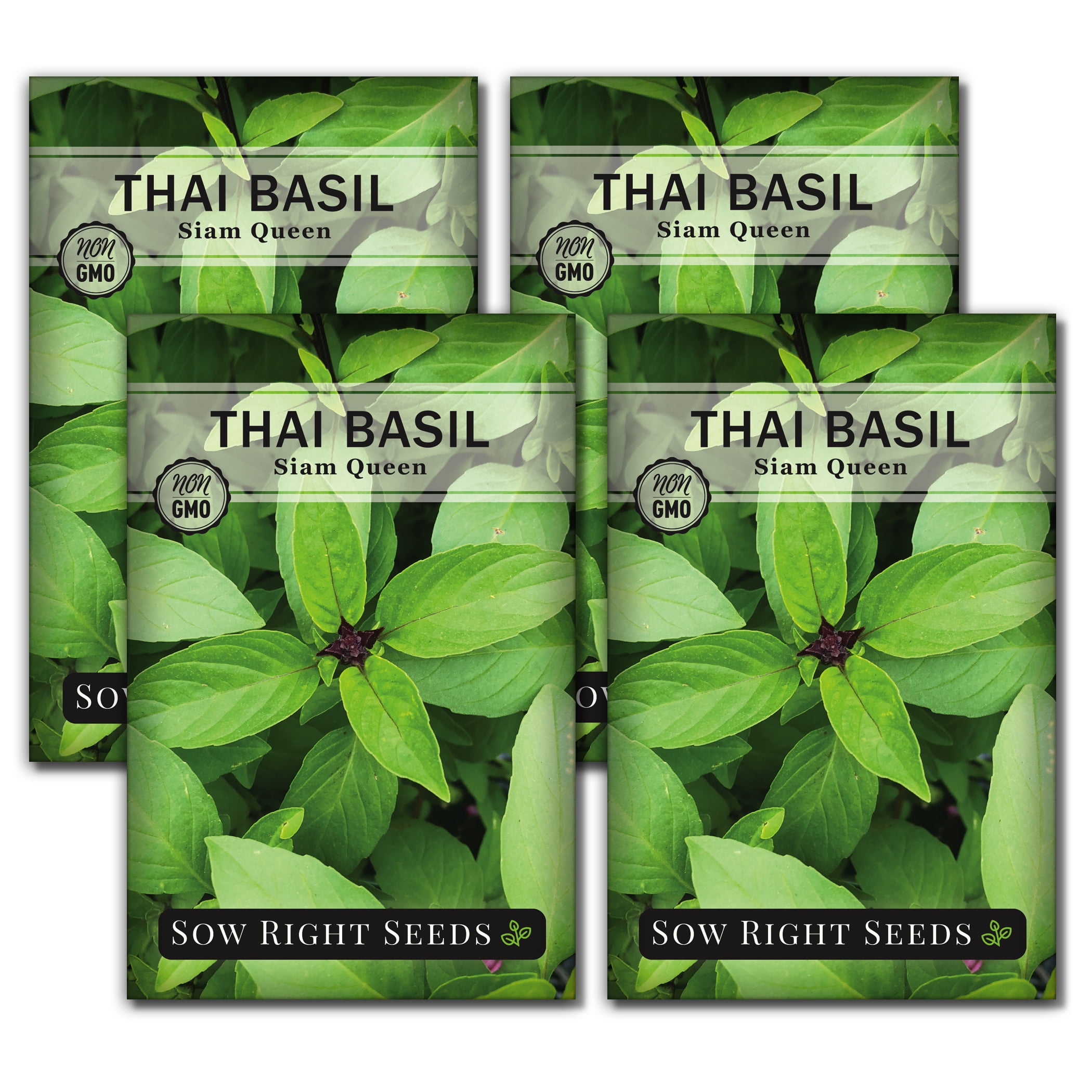 Thai Basil Seeds for Planting Non GMO Heirloom Varieties for your Indoor Herb Garden 4 Pack