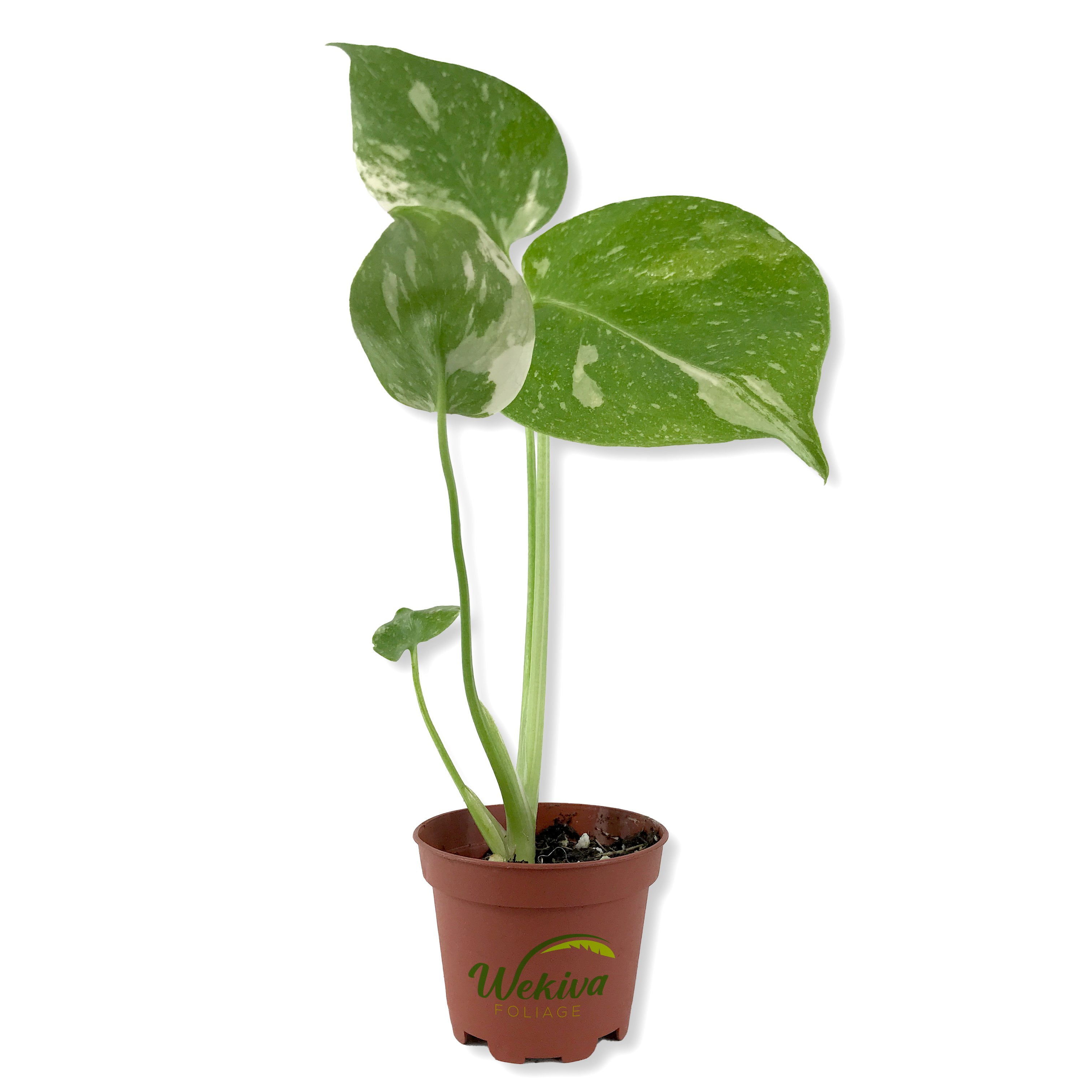 https://i5.walmartimages.com/seo/Thai-Constellation-Monstera-Live-Starter-Plant-2-Inch-Grower-s-Pot-deliciosa-Thai-Constellation-Extremely-Rare-Indoor-Houseplant_5da99917-fd87-4ef0-ad72-8d2bb14e72fc.a1bba23c2a9d7a8f0c453a871759284e.jpeg