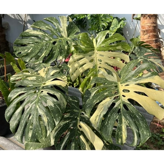 Thai Constellation Monstera Plant 4-6" Tall for Planting, Variegated Monstera Plant, Monstera Deliciosa, Rare Climbing Tropical Vine - Houseplant