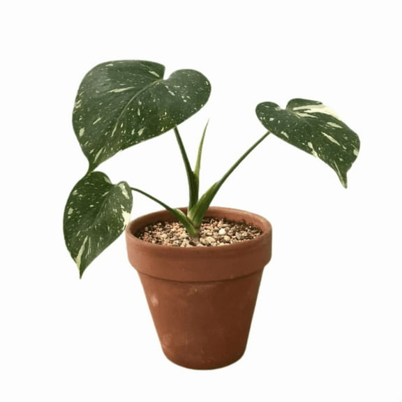 Thai Constellation Monstera Plant Live, Philodendron Live Plant, 4 Inch Tall, Ready to Grow Indoors