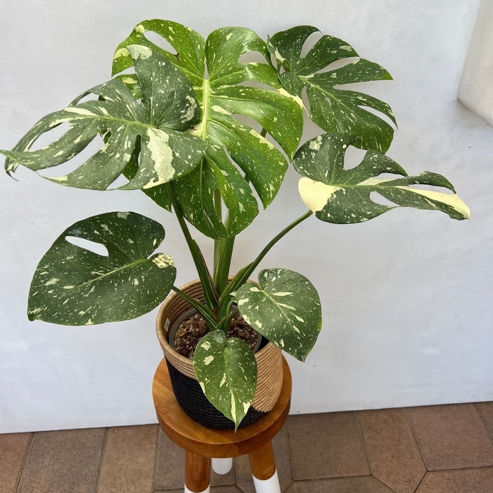Thai Constellation Philodendron Monstera Live Plant, Thai Monstera Plant  Live for Indoor Houseplant, 4-8 Inch - Walmart.com