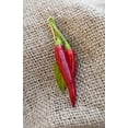 thumbnail image 1 of Thai Dragon Heirloom Chili Pepper Premium Seeds Packet, 1 of 2