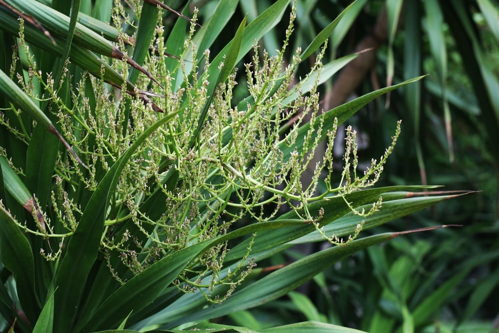 Thai Dragon Tree Seeds for Planting 10 Seeds Dracaena cochinchinensis -  Walmart.com