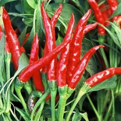 Thai Gong Bao Hot Pepper Plants, 2 Live Plants in 4 in Pots, Edible Ornamental