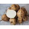 thumbnail image 1 of Thai Jicama Seeds - Giant, Crisp, & Refreshing Tubers!, 1 of 5