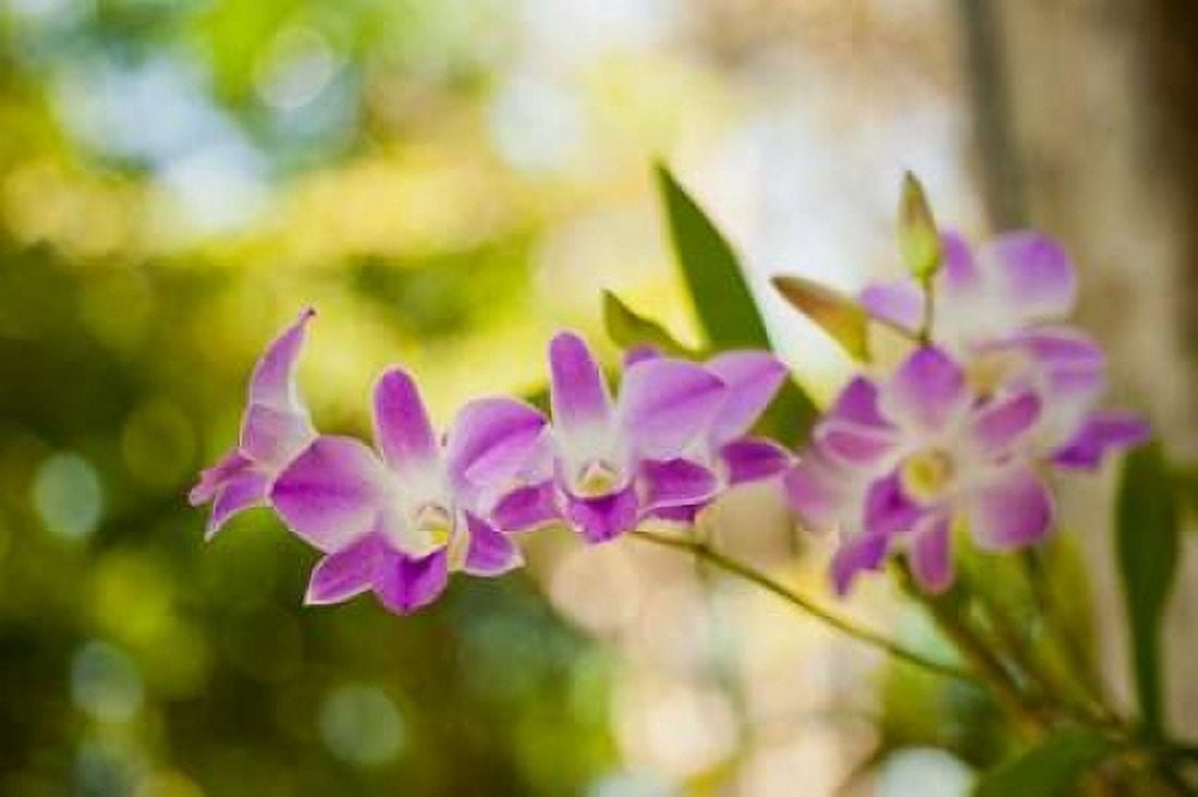 Thai Orchids Canvas Art - Erin Berzel (24 x 36)