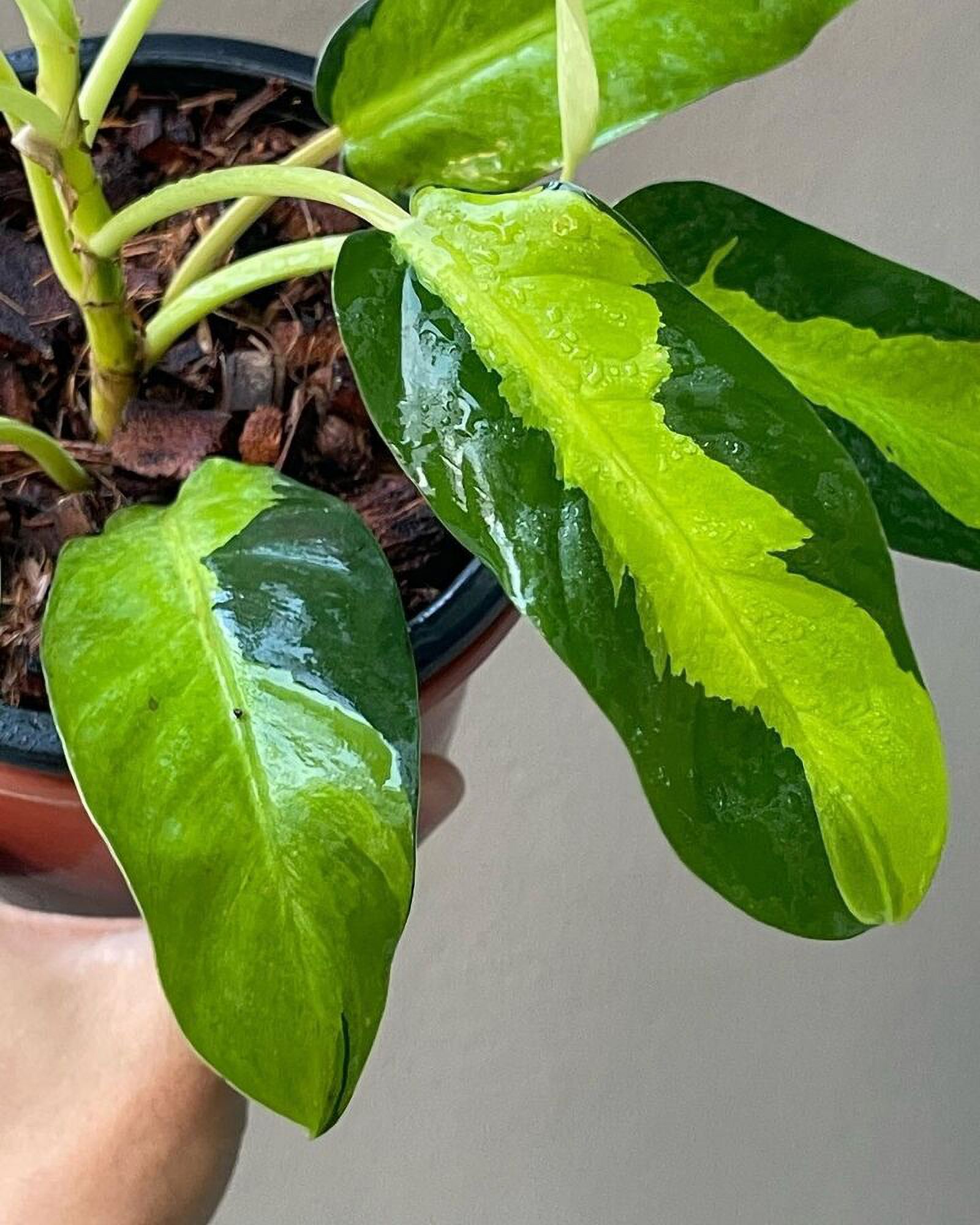 Thai Sunrise Philodendron Live Plant in a 4 Inch Pot