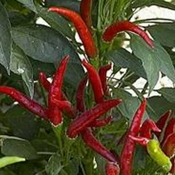Thai Super Chili F1 Pepper - 250 mg ~30 Seeds - Hybrid F1, Non-GMO, Farm & Vegetable Gardening Seeds - Hot Pepper