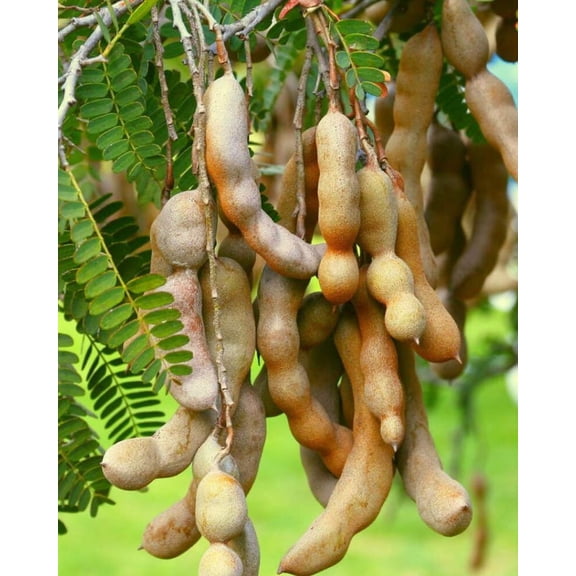 Thai Sweet Tamarind Live Plant - 5-10" Tall - Tamarindus indica - Sweet Tropical Fruit Tree for Home Gardens & Containers - Ready to Plant