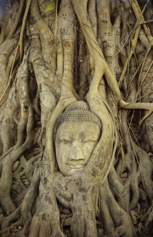 Thailand Ayuthaya Close up Of Stone Buddha Head With Tree Roots Growing Over It Wat Mahathat Canvas Art - Richard Maschmeyer Design Pics (11 x 18)