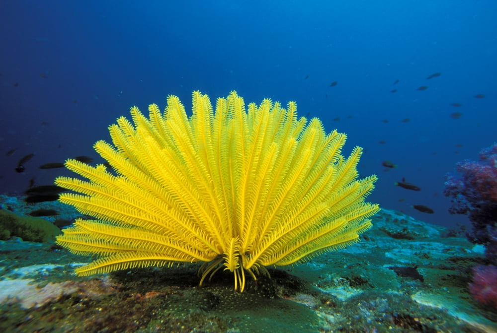 Thailand Bright Yellow Crinoid (Comanthus Bennetti) Blue Ocean Background Canvas Art - Dave Fleetham Design Pics (34 x 22)