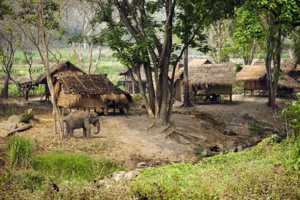 Thailand Chiang Mai Province Patara Elephant Farm Canvas Art - Greg Vaughn Design Pics (34 x 22)