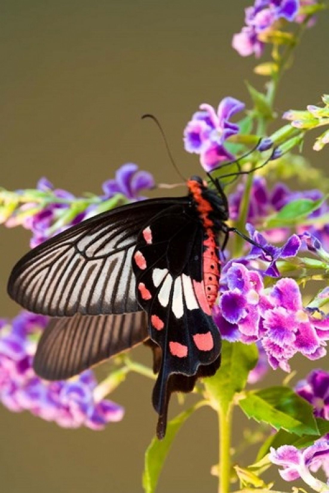 Thailand Doi Inthanon Papilio polytes butterfly Canvas Art - Gavriel Jecan DanitaDelimont (24 x 36)