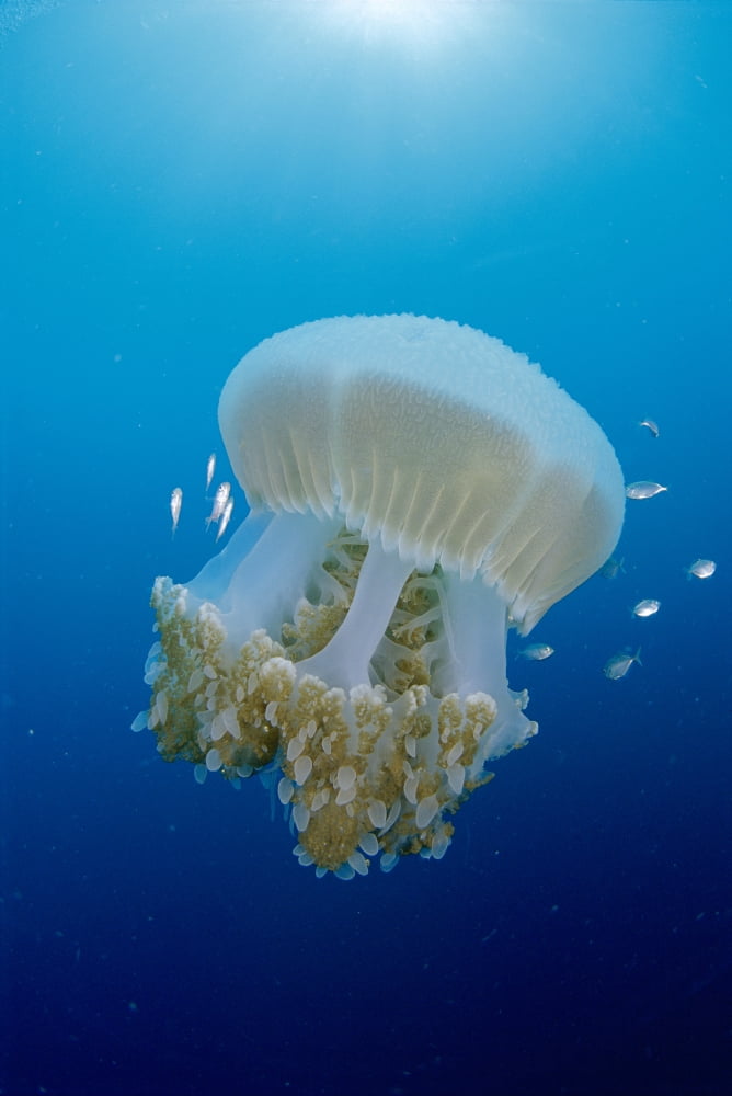 Thailand Huge Jellyfish Near Crambione Mastigophora Surface With Juvenile Jackfish Caranx Sp Around Sunburst Canvas Art - Dave Fleetham Design Pics (24 x 38)