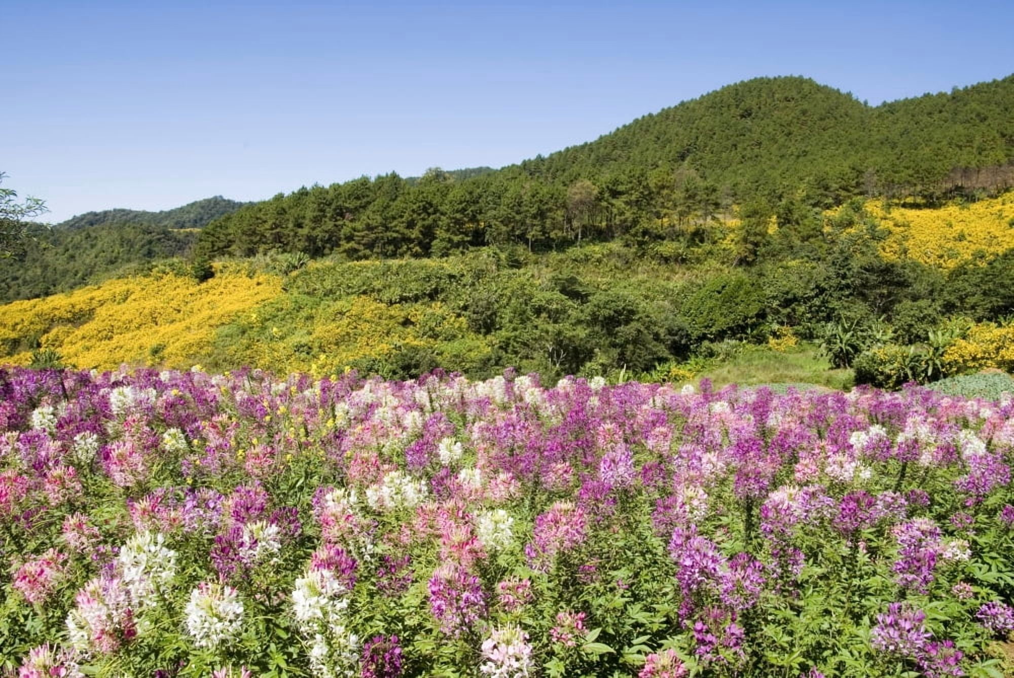 Thailand Mae Hong Son Province Toong Bua Tong Forest Park Meadow Of Colorful Flowers Canvas Art - Bill Brennan  Design Pics (17 x 11)