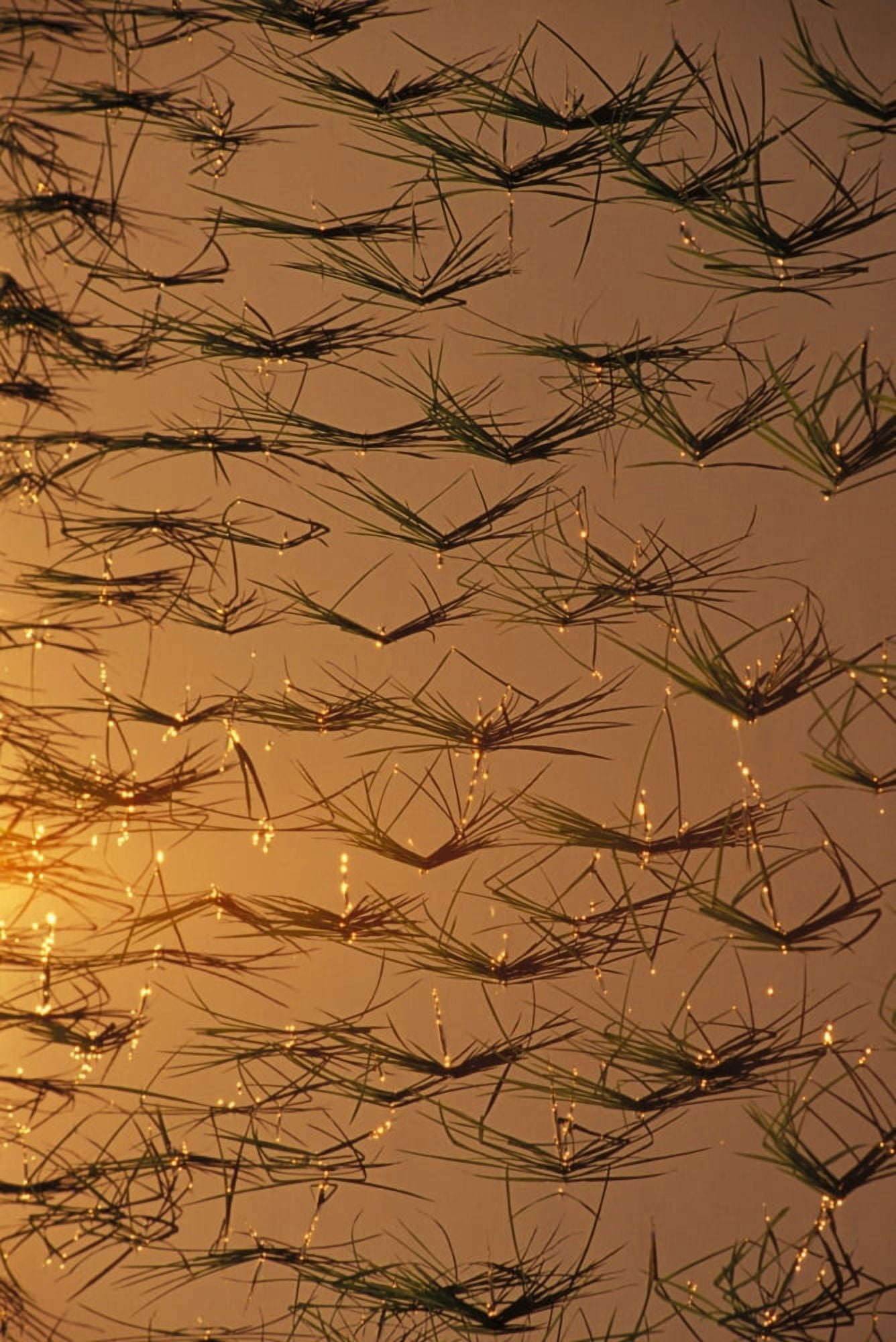 Thailand Mai Sai Close-Up Of Rice Shoots Reflected On Water Canvas Art - Bill Brennan Design Pics (22 x 34)