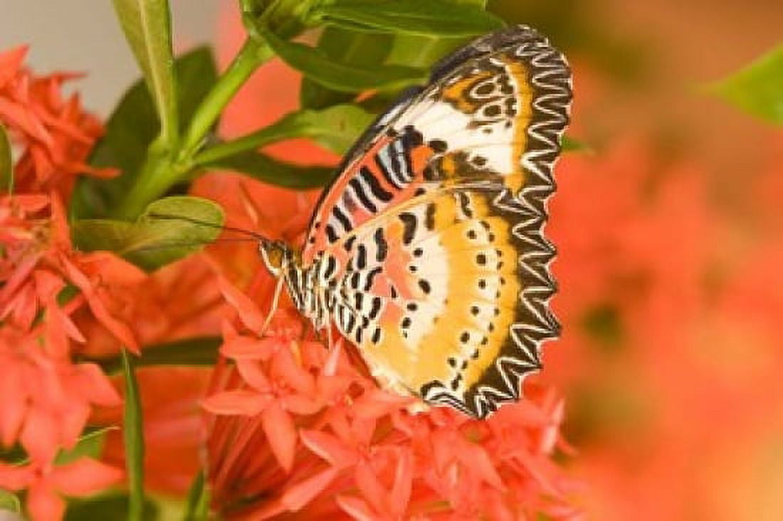 Thailand Nam Nao NP Leopard Lacewing butterfly Canvas Art - Gavriel Jecan DanitaDelimont (26 x 18)