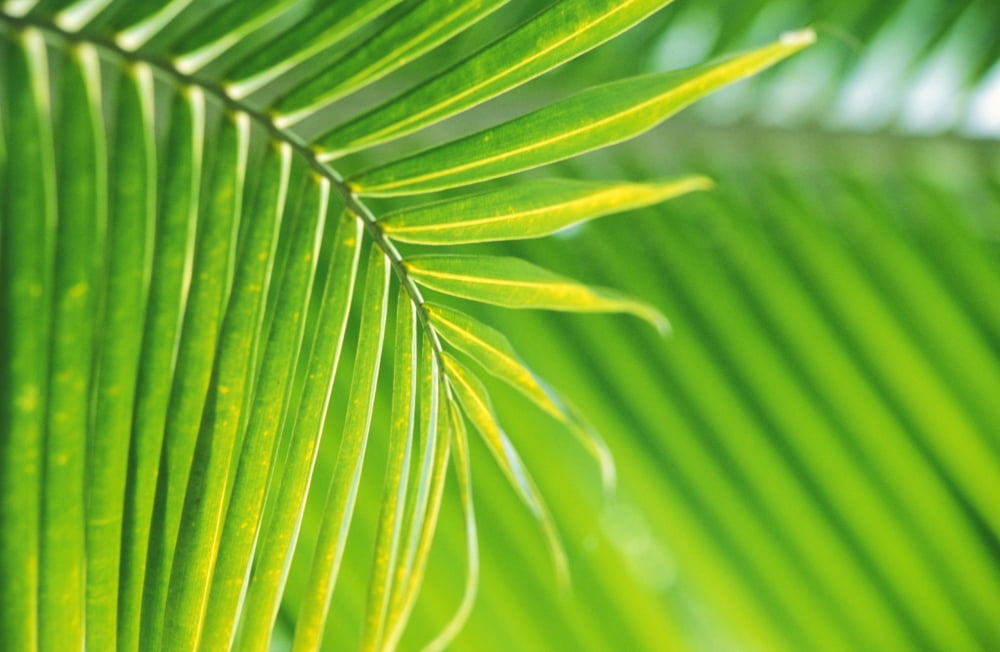 Thailand Nong Bua Lumphu Close-Up Of Palm Leaves Canvas Art - Bill Brennan Design Pics (17 x 11)