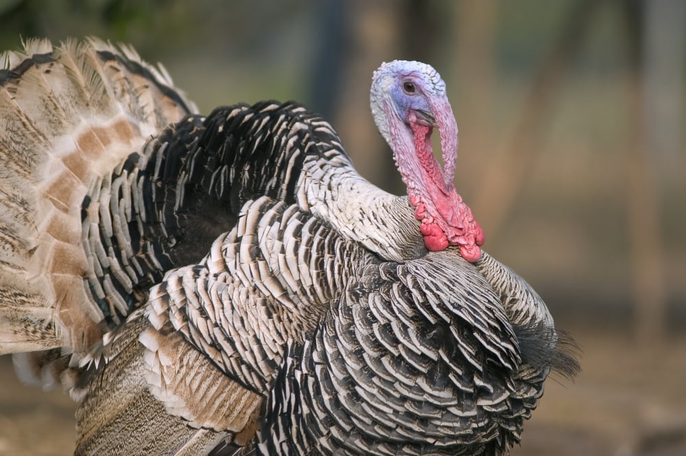 Thailand Nong Bua Lumphu Male Turkey With Plumage On Farm Canvas Art - Bill Brennan Design Pics (17 x 11)